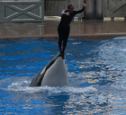 thumbs/seaworld 114.png